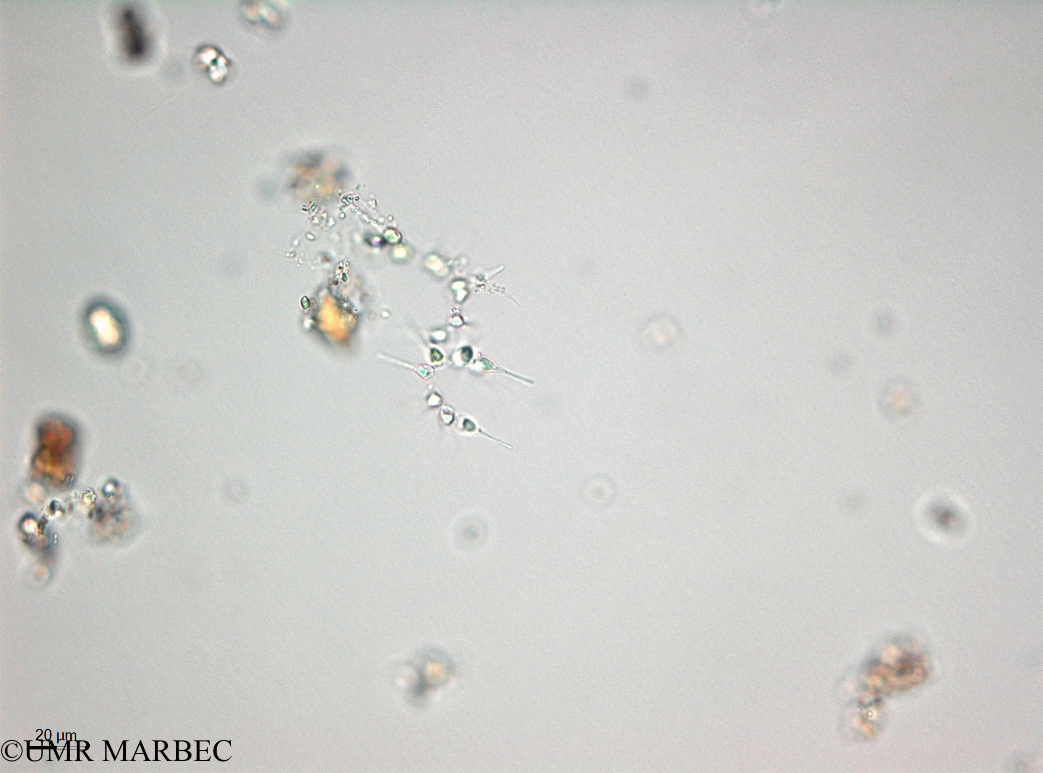 phyto/Thau_Lagoon/THAU_station1/OSU_plancton 2013/Asterionellopsis glacialis (40x -140220 -2)(copy).jpg